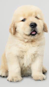 Entenda tudo sobre os filhotes de cachorro