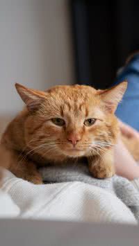 Confira sinais de que o seu gato pode estar com infecção intestinal