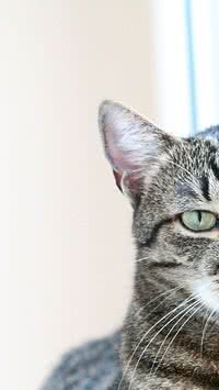 Saiba quais são as formas de comunicação do seu gato