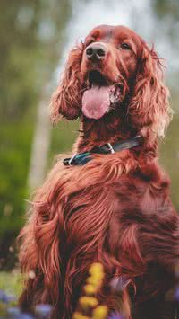 Cães ruivos! Saibam quais raças que possuem cor vermelha