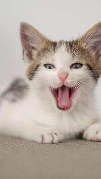 Por que os gatos mordem as pernas dos tutores?