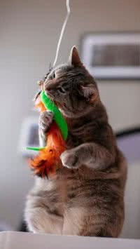 5 objetos inusitados que são os brinquedos preferidos dos gatos