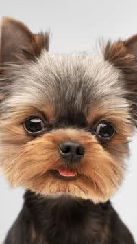 Confira as raças mais frágeis de cachorros