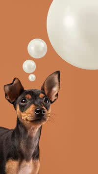 Veja as 6 mentiras que te contam sobre os cães