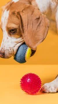 5 objetos que todo cachorro já destruiu
