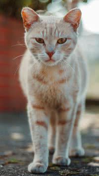 Sem exame! Descubra como saber se seu gato está com verme