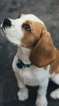 Raças de cães que não são boas para tutores de primeira viagem