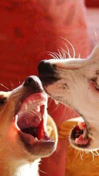 Saiba o que significa brigas de cachorro e como resolver