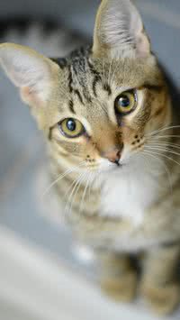Qual a idade do gato em anos humanos? Aprenda a conferir 