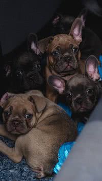 Irmãos caninos podem cruzar? Descubra o que diz a ciência