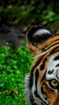 Conheça o maior felino selvagem do mundo