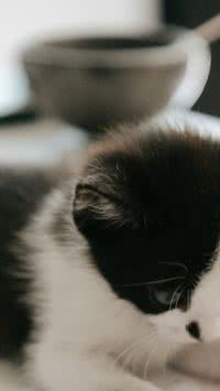 Gatos sobrevivem a altas quedas?