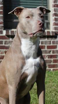Ataque de pit bull: o que faz o pet avançar em alguém?