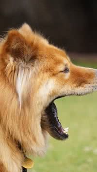 Perigosos? Veja a lista de cães mais reativos 