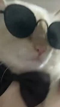 Conheça 5 perfis no TikTok de gatos blogueiros