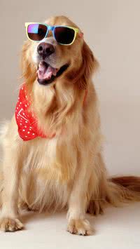 Saiba curiosidades sobre os cachorros mais famosos do cinema