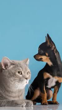 Descubra como o carrapatos e pulgas prejudicam os cães e gatos
