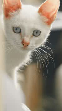 Personalidade através do pelo? Saiba o que esperar do comportamento de cada gato