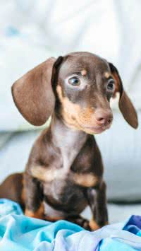 4 sinais que seu cachorro mostra quando se sente abandonado
