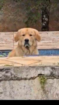 Conheça 5 perfis no TikTok de cachorros blogueiros