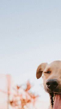 5 Curiosidades sobre o seu cachorro; confira