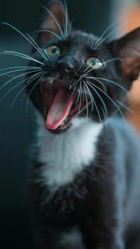 O bigode é a antena do gato? Saiba tudo sobre essa estrutura do felino