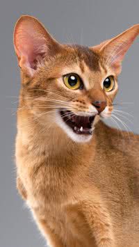Saiba quais são as raças de gato mais agressivas