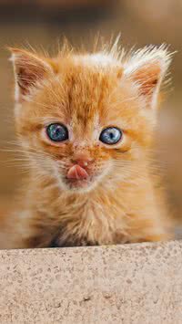 Gatos são higiênicos por natureza?