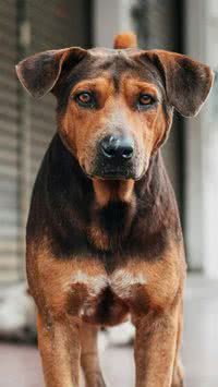 Não agradam? Conheça as raças de cães que mais sofrem abandono