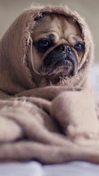 Saiba quais as piores raças de cães para dividir a cama