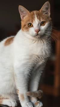 Seu gato manda na casa? Confira sinais de que o pet já é dono do pedaço
