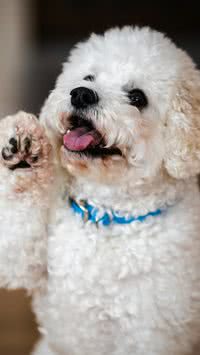 Saiba quais são as raças de cães mais obedientes; o seu está na lista?