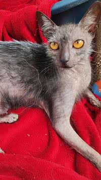 Aparência rara! Confira quais as raças de gatos ‘diferentões’