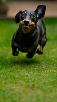 Saiba quais as raças de cães engraçado e o que elas têm de especial