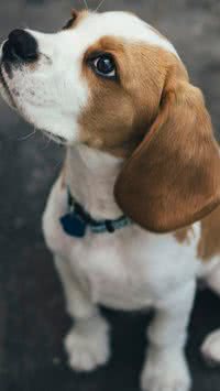 Saúde de ferro? Saiba quais as raças de cães não ficam doentes com facilidade 