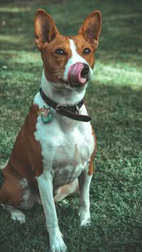 Quer silêncio? Saiba quais raças de cães latem menos