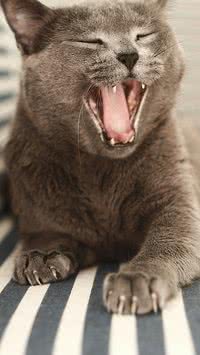 Você incomoda seu pet? Saiba quais atitudes do gato quando ele está chateado com você 