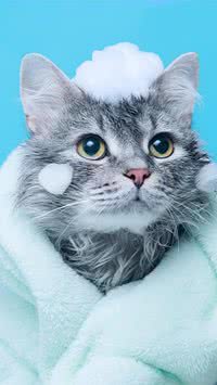 Gatos podem tomar banho? Veja as recomendações