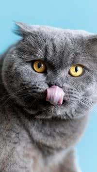 Entenda a importância dos bigodes dos gatos