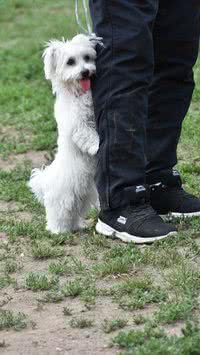 Confira quais as raças de cães mais medrosas; o seu está na lista?