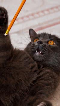 Saiba como ensinar truques legais para o seu gato