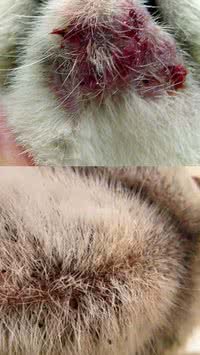 Você sabia que gatos podem ter acne? Saiba como controlar
