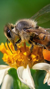 Entenda por que as abelhas são tão importantes em nossas vidas