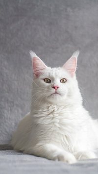 Confira 5 curiosidades sobre o gato branco
