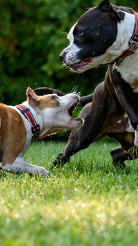 Saiba quais as raças de cães se dão bem com os pit bulls