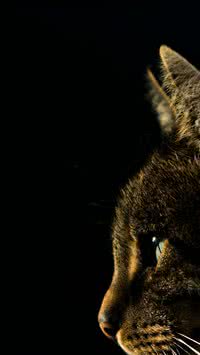 Gatos podem ver fantasmas e espíritos?