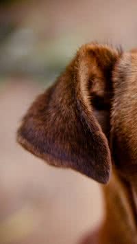 Confira 5 curiosidades sobre o cão vira-lata