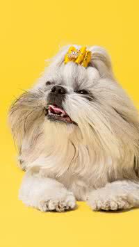 Penteados para Shih Tzu que você pode fazer