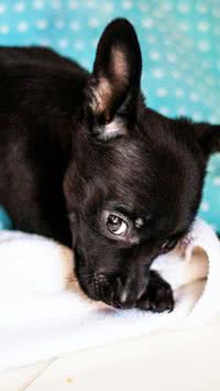 Focinho quente significa que está febril? Saiba identificar se o seu pet está doente