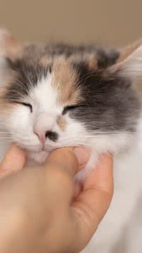 Conheça motivos que fazem os gatos ronronarem